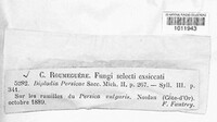 Diplodia persicae image